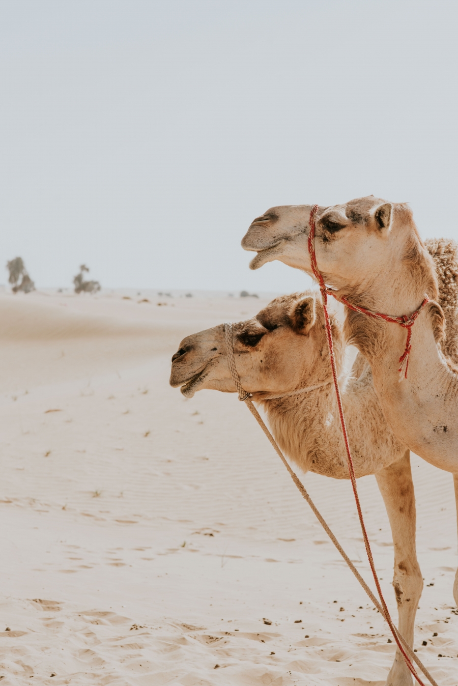 FIH Fotografie » Into the desert shoot