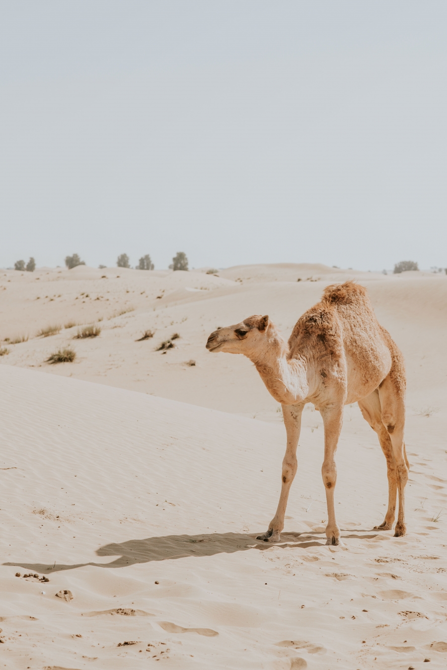 FIH Fotografie » Into the desert shoot