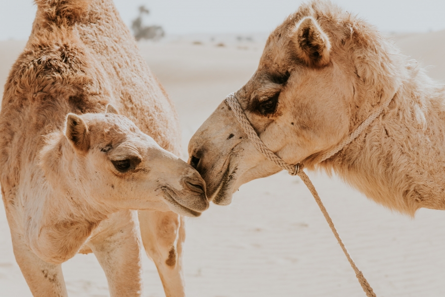 FIH Fotografie » Into the desert shoot