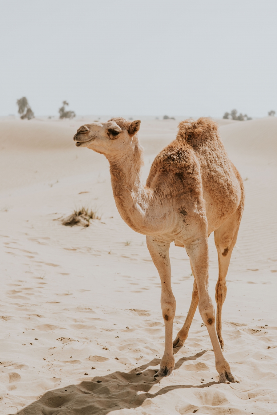 FIH Fotografie » Into the desert shoot