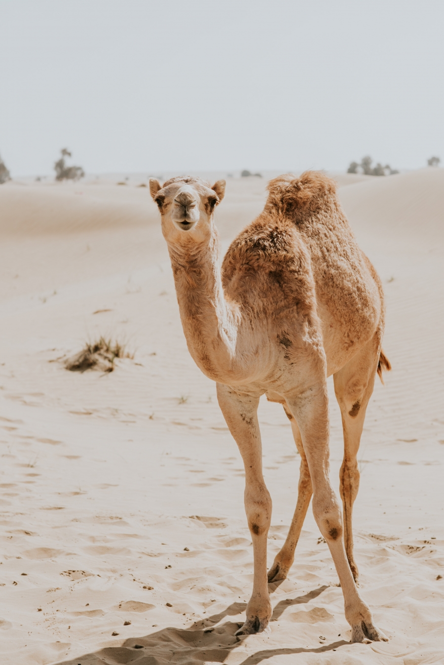 FIH Fotografie » Into the desert shoot