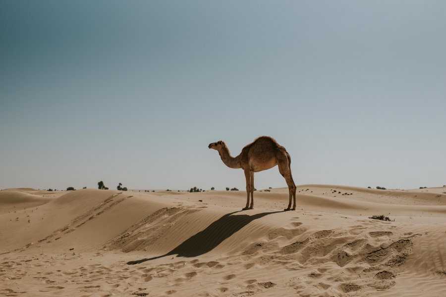 FIH Fotografie » Into the desert shoot