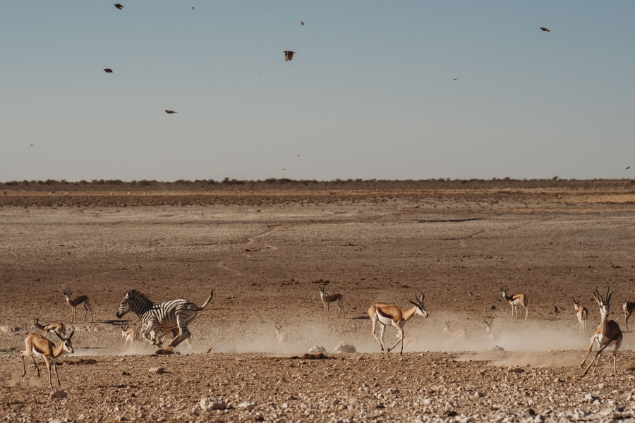 FIH Fotografie » Namibie