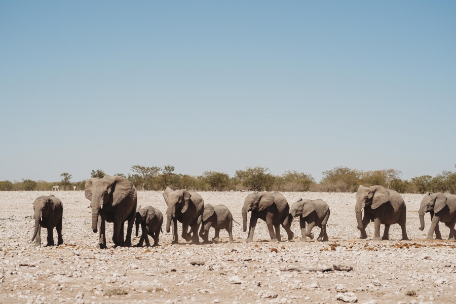 FIH Fotografie » Namibie